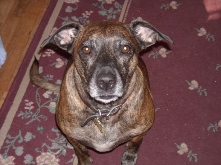 a dog standing on a carpet with a wooden floor