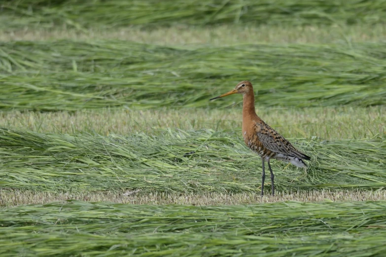 a long legged bird standing in the middle of green grass