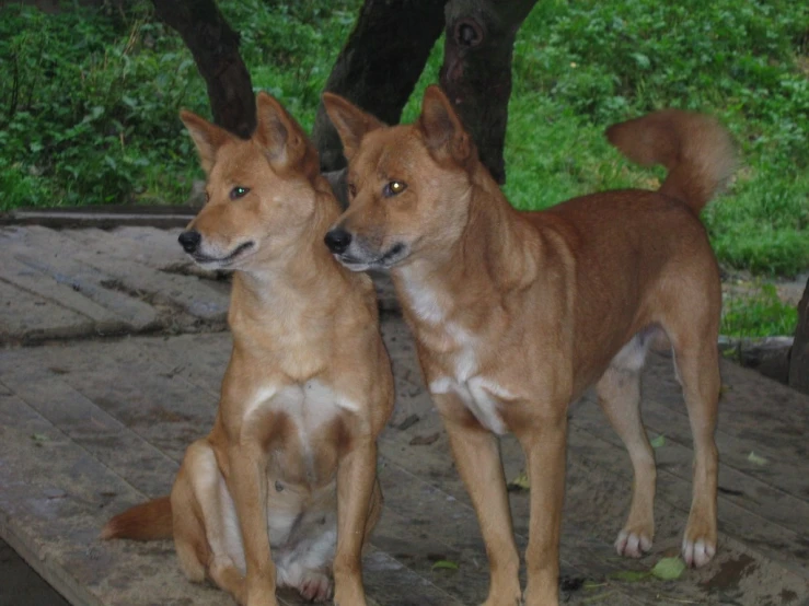 two dogs standing next to each other near trees