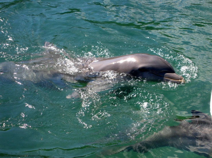 two dolphins swimming in the water together