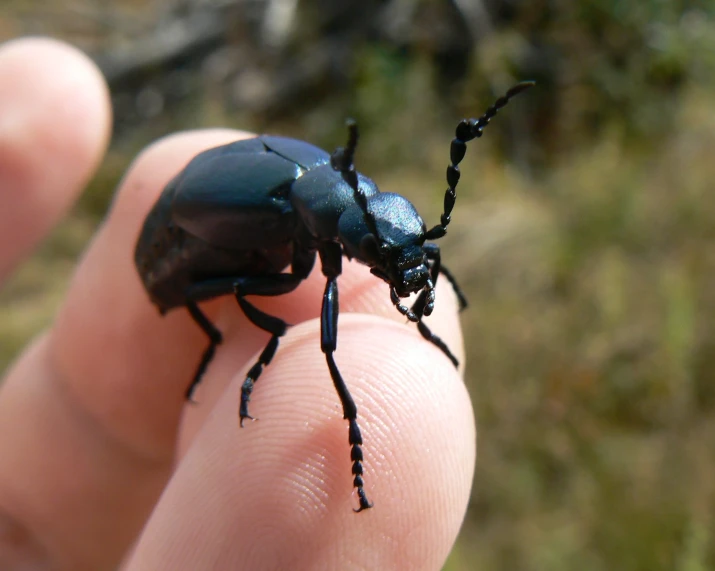 a close up of a black insect on a persons finger