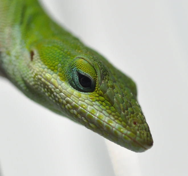 an iguada that looks like it is looking at soing