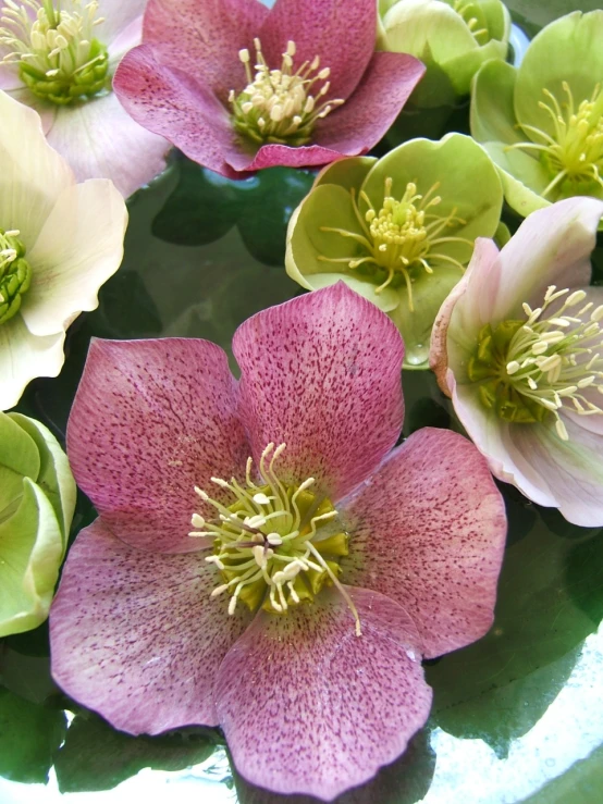 an image of some flowers that are in a vase