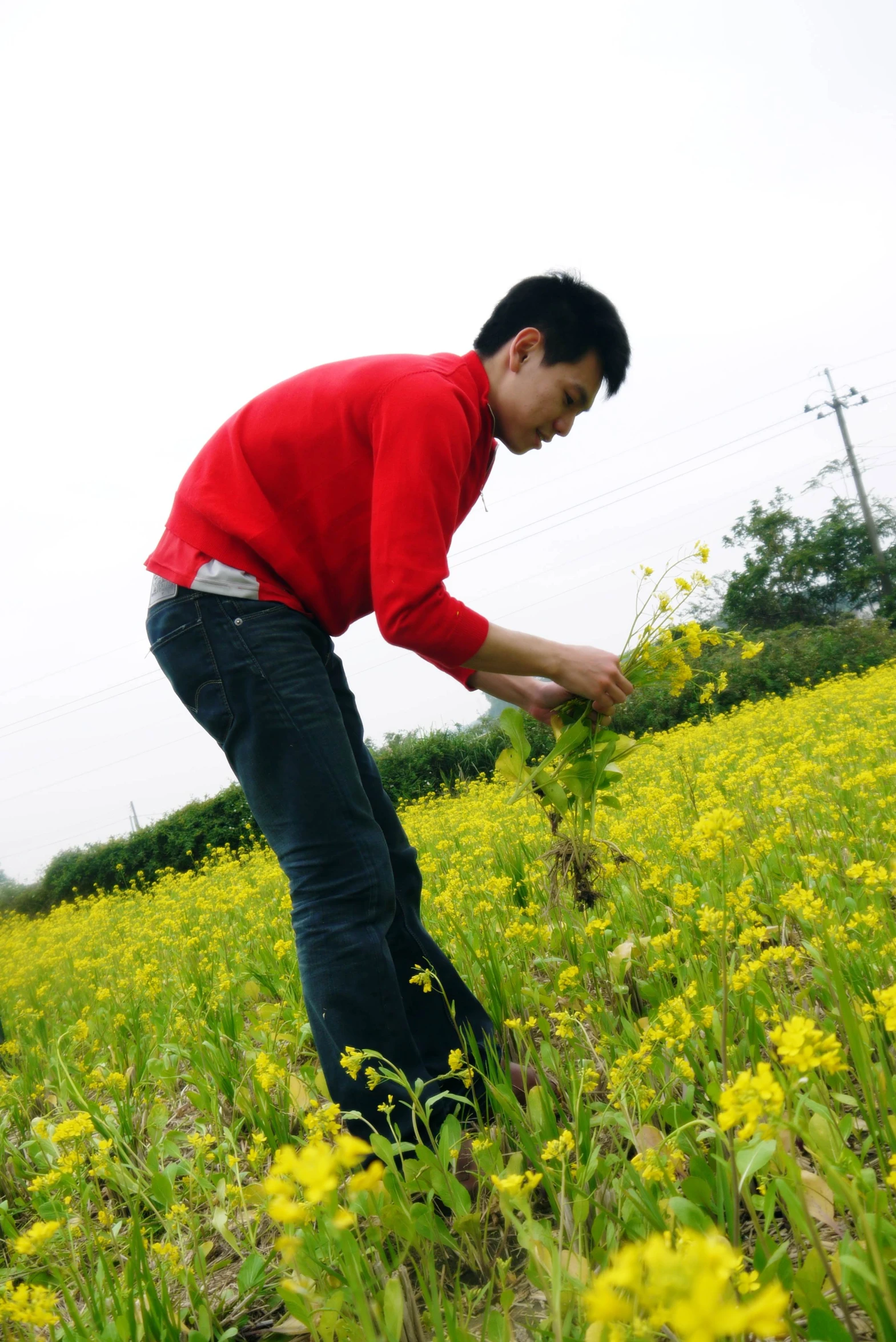 a man is picking plants in the middle of the field