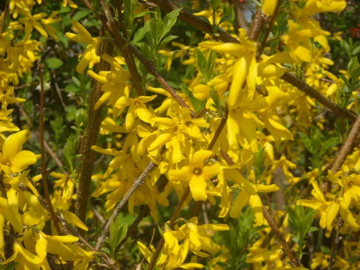 a closeup view of yellow flowers on a tree