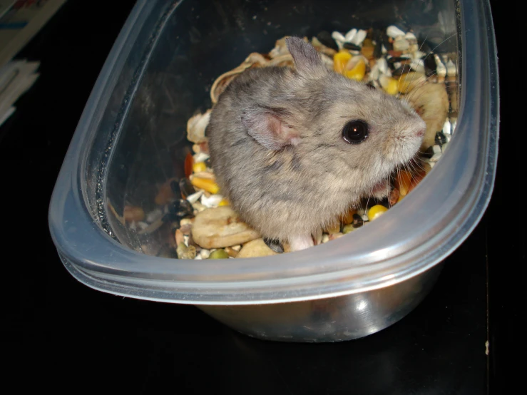 a small rodent in a plastic bowl with food inside