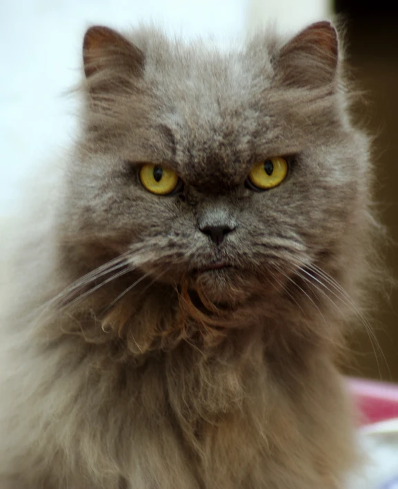 a fluffy, gray cat looks straight ahead