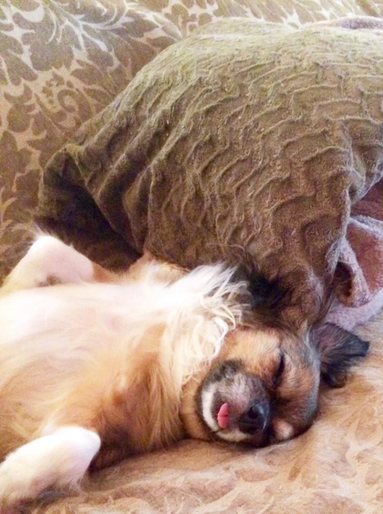 a golden retriever is sleeping on a couch