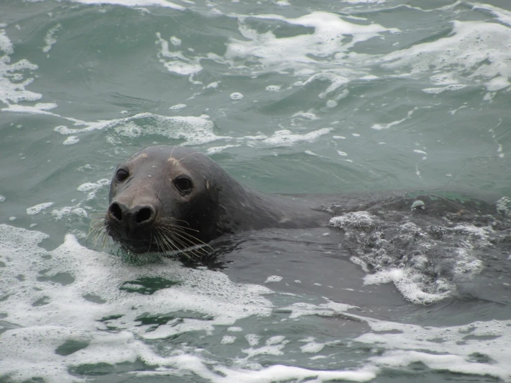 a seal is in the water, smiling