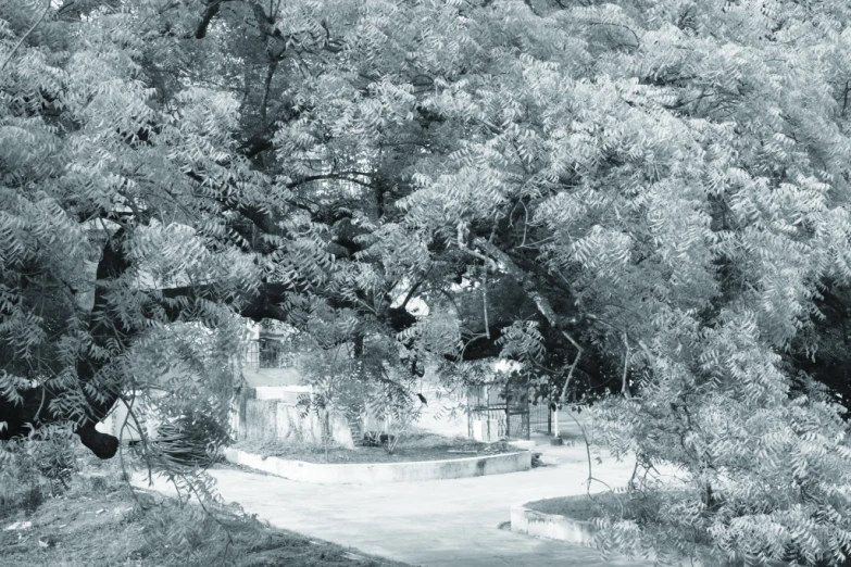 trees and a stone path are shown through the woods