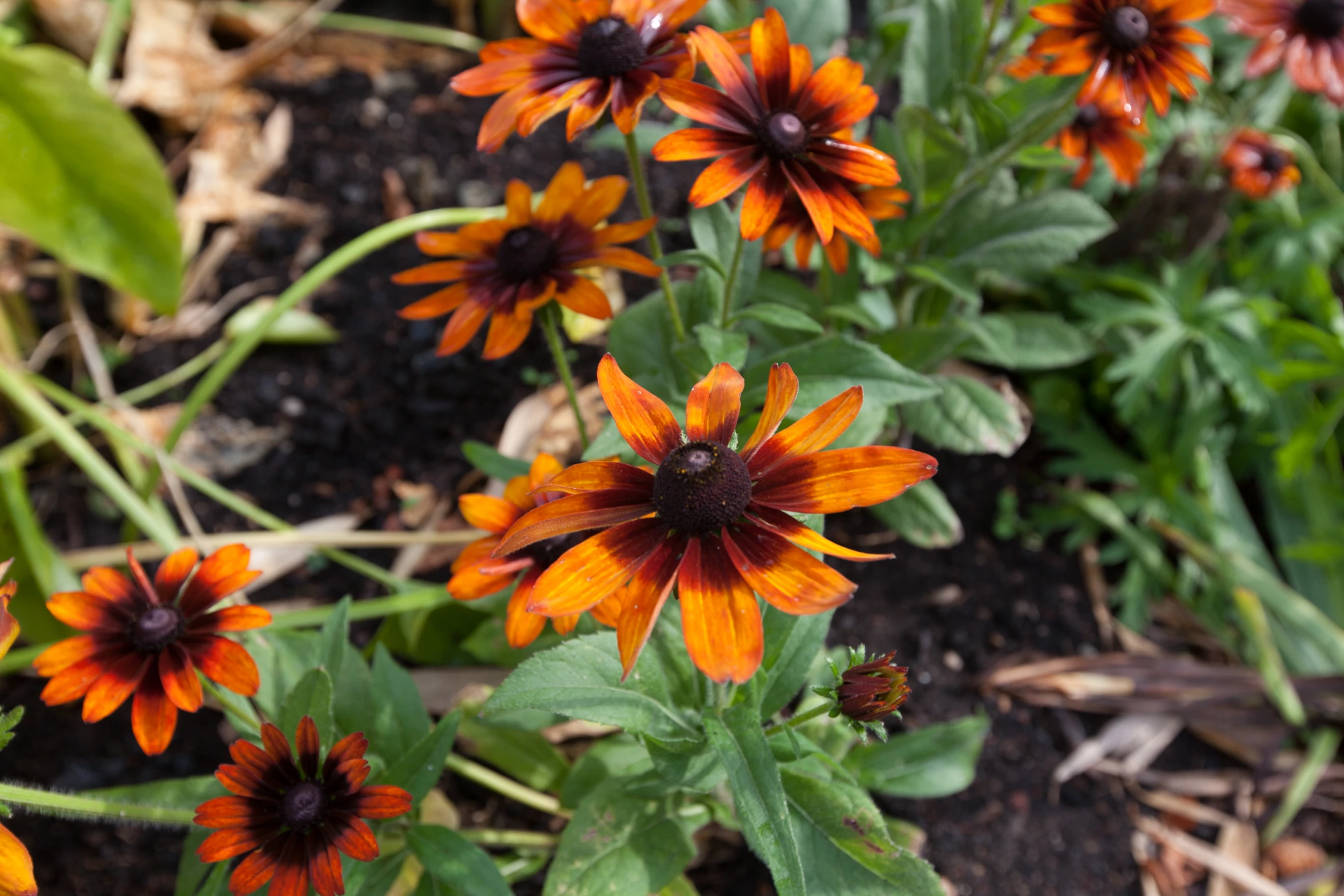 small group of orange flowers in the dirt