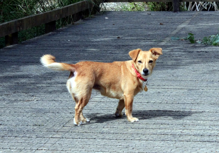 a brown dog walking across a cement road