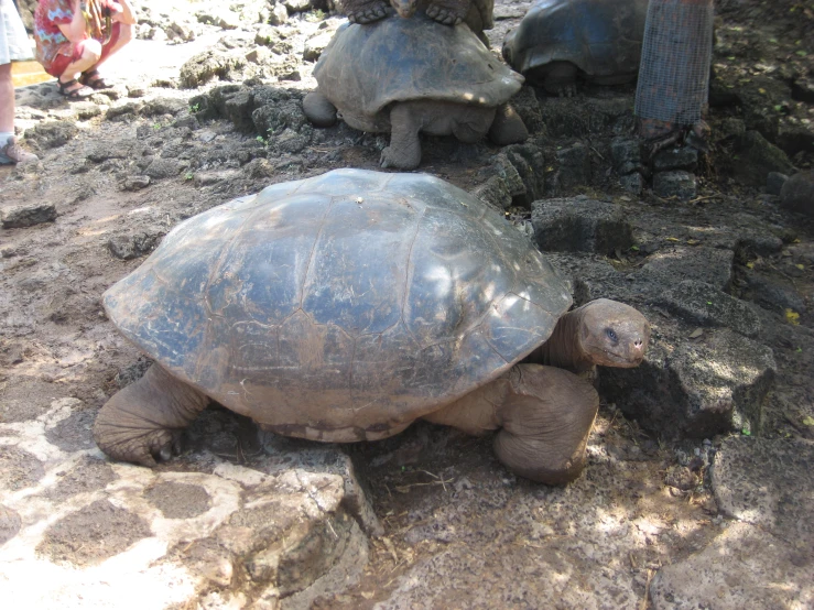 two large and small turtle are walking through some grass