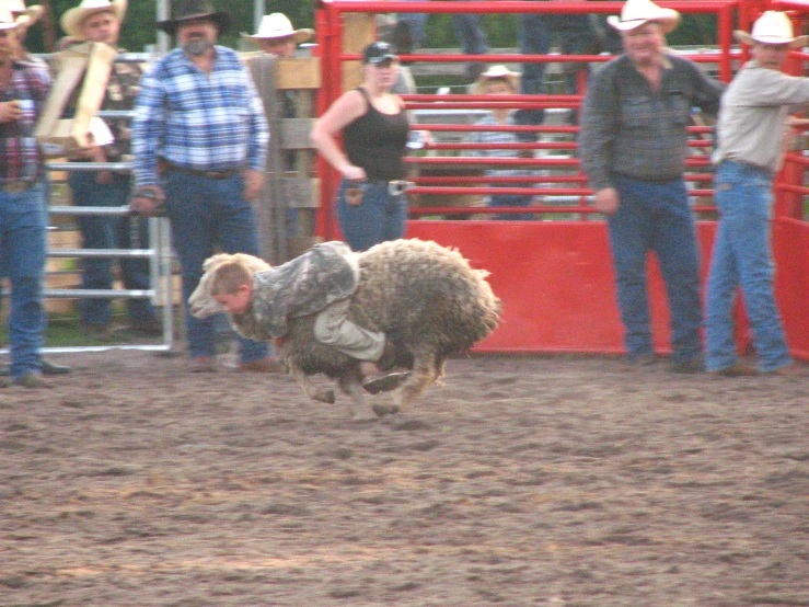 a person jumps a sheep through a rodeo ring