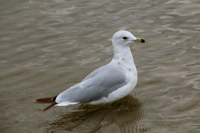 a seagull sitting in the water and staring to his left