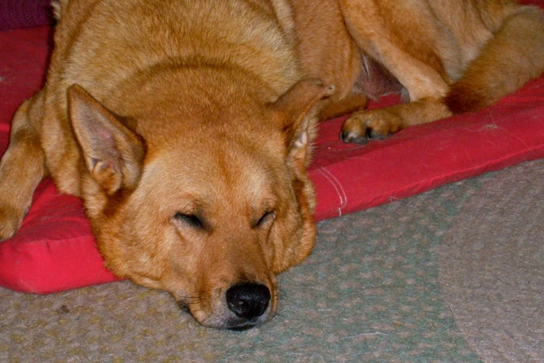 a large brown dog laying on a mat