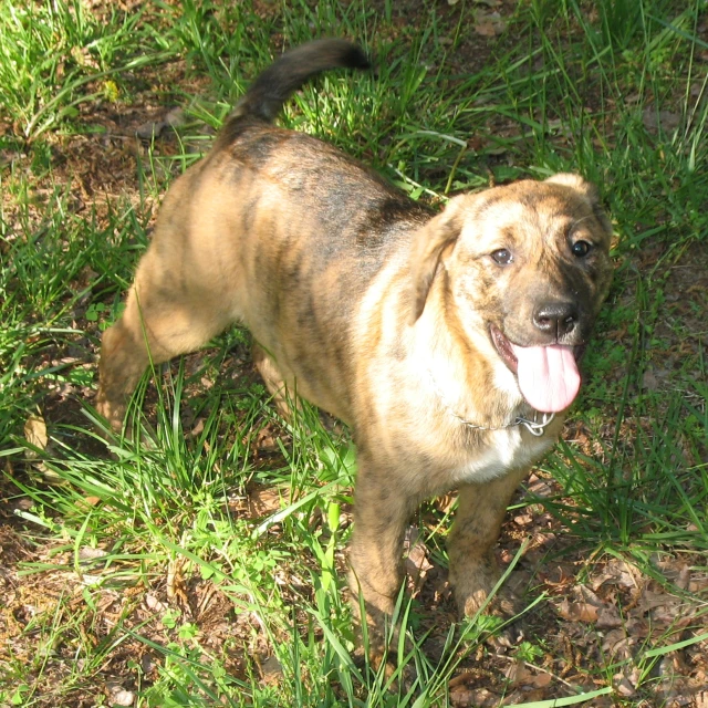 a dog in the grass is panting