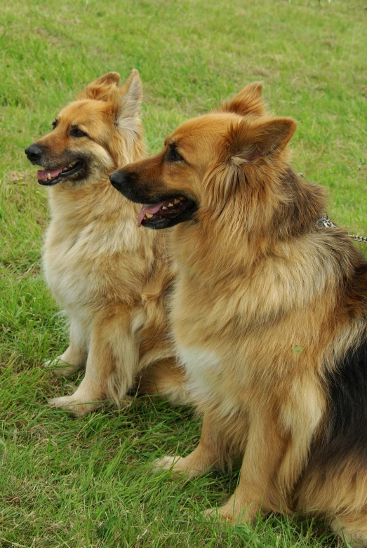 two dogs that are sitting in the grass