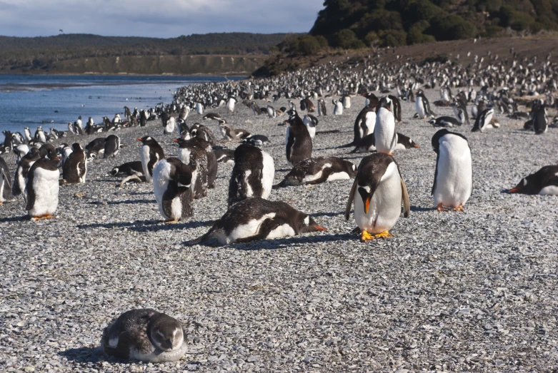 penguins are gathered on the gravel by the water