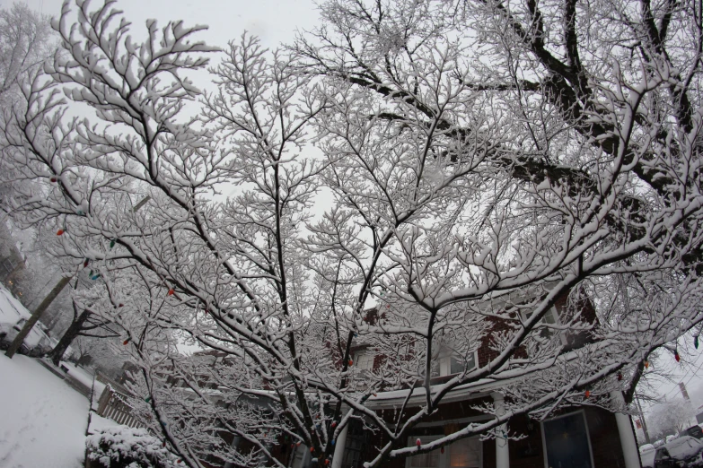 the snow is falling on the nches of a tree