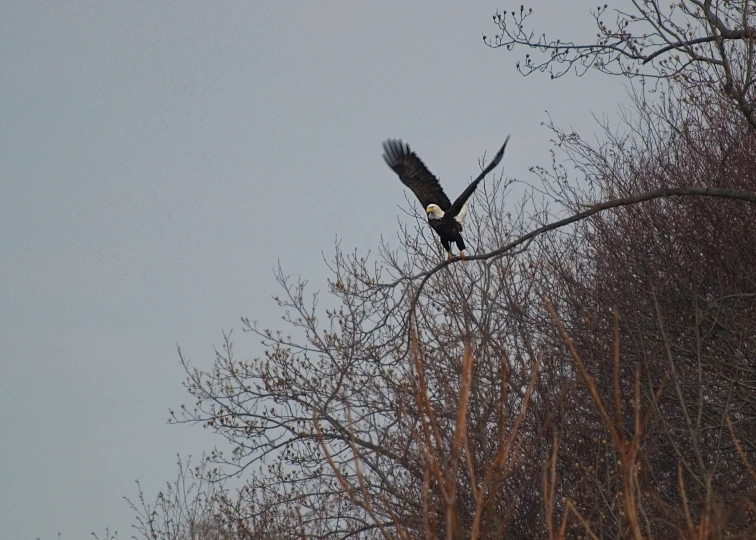 an eagle flying away from the forest in front of the sky