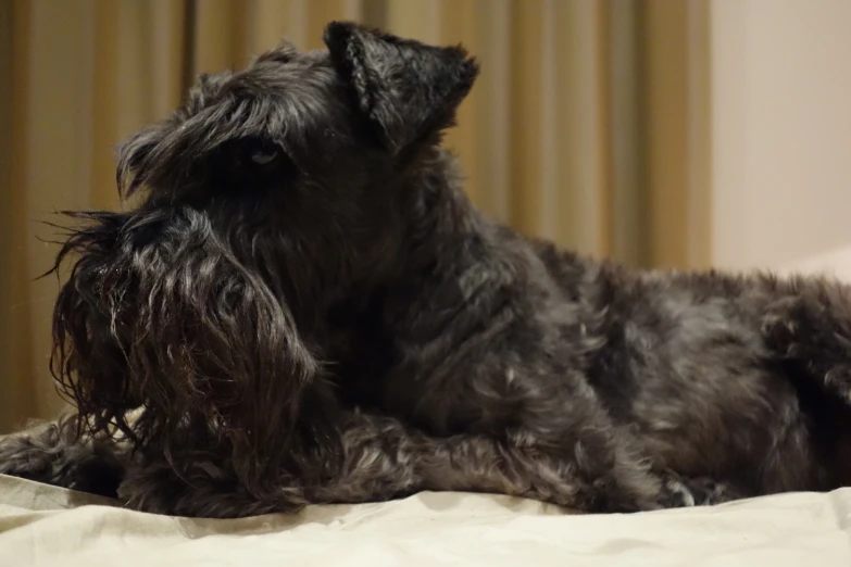 a gray dog sitting on top of a bed