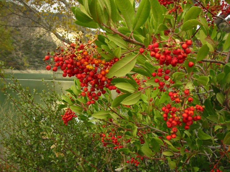 a cluster of berries are growing on some leaves