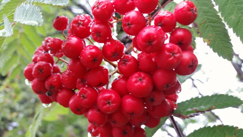 a bunch of red cherries sitting on top of a tree