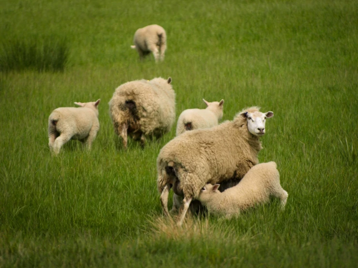 a herd of sheep standing on top of a green field