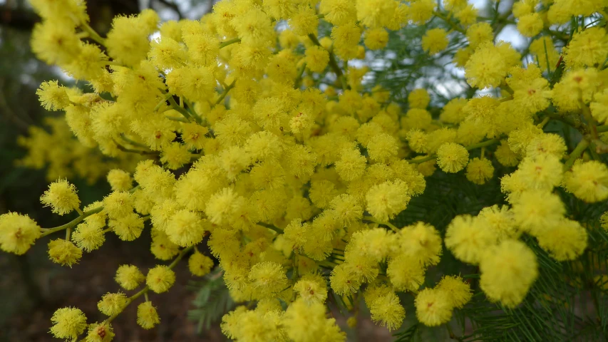 the flowers on the tree are yellow