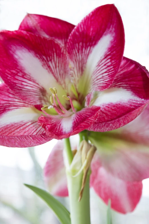 a white and red flower that is on a vase