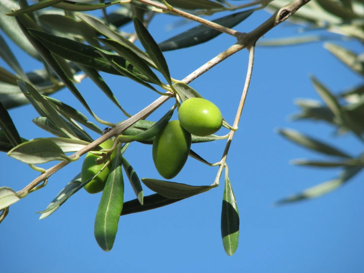 the green olives on the tree is still ready to be picked