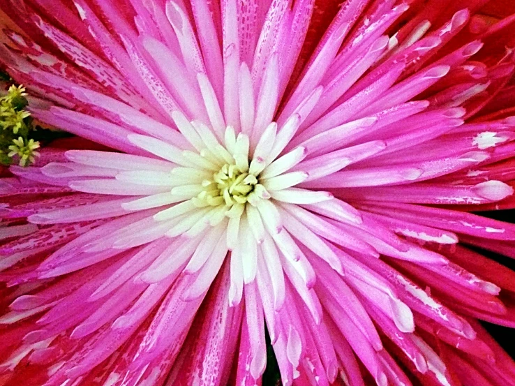 the center of the flower is blooming and water droplets