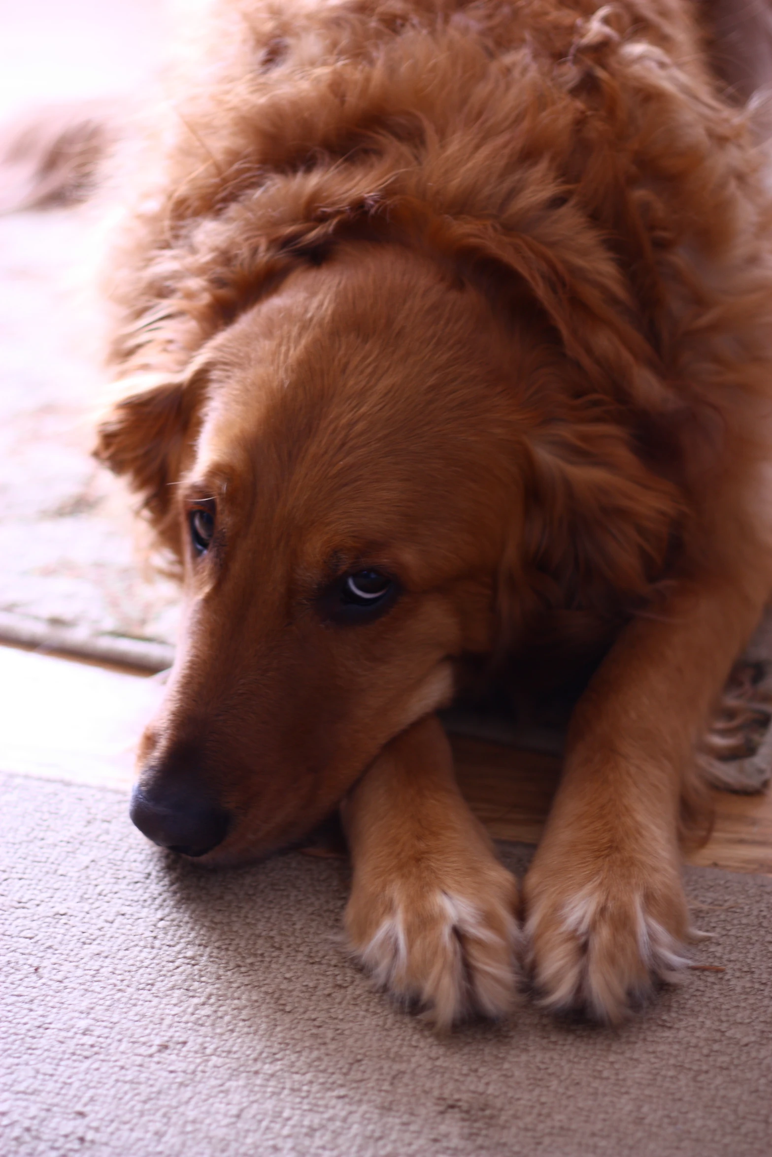 a close up of a dog laying down on the floor