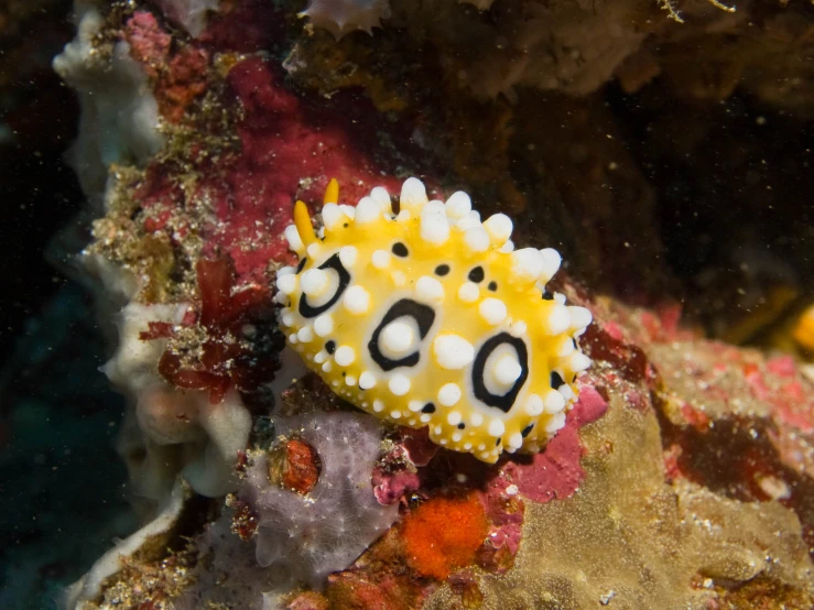 yellow and white sea urchin on corals at the bottom of water