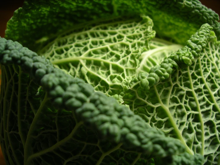 close up of green vegetables with no stems