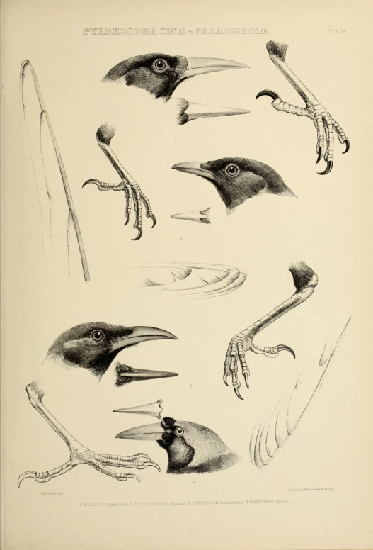 three illustrations of birds and birds sitting on each other