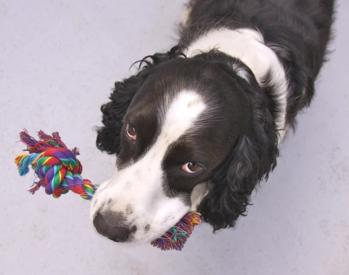 a black and white dog chewing on a toy