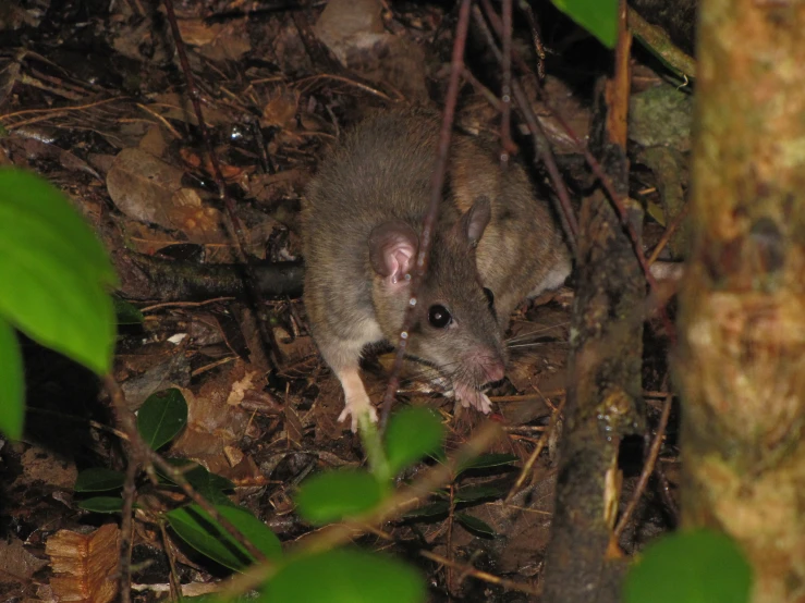 a rat on the ground with a blurry background