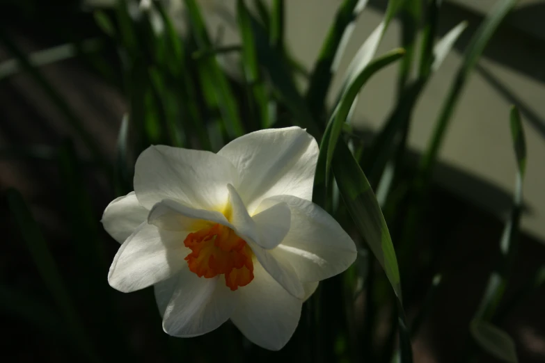 the white and yellow flower is surrounded by green stems