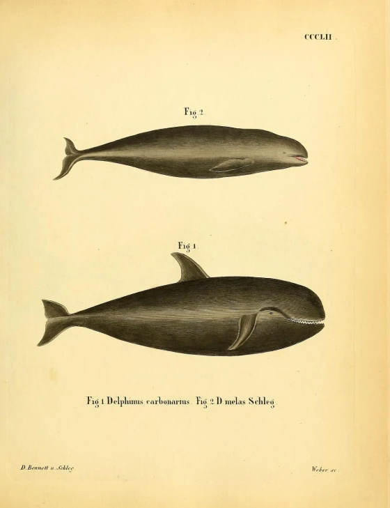 two whales and one is shown in this antique engraving