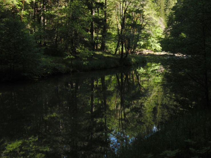 a river in the middle of a forest with a bridge