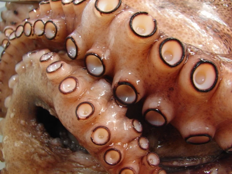 an octo with a few holes in it's tentacles