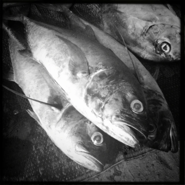 two large fish laying on a cloth on top of another fish