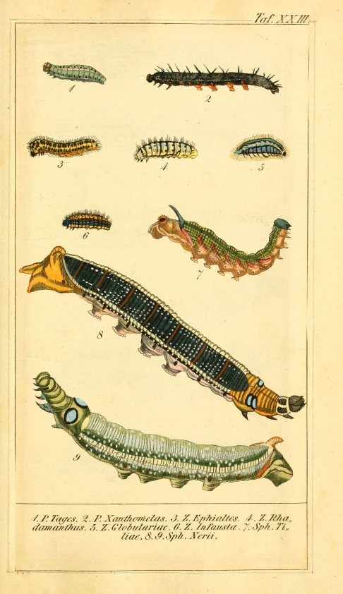 a drawing shows a variety of caterhips in various colors