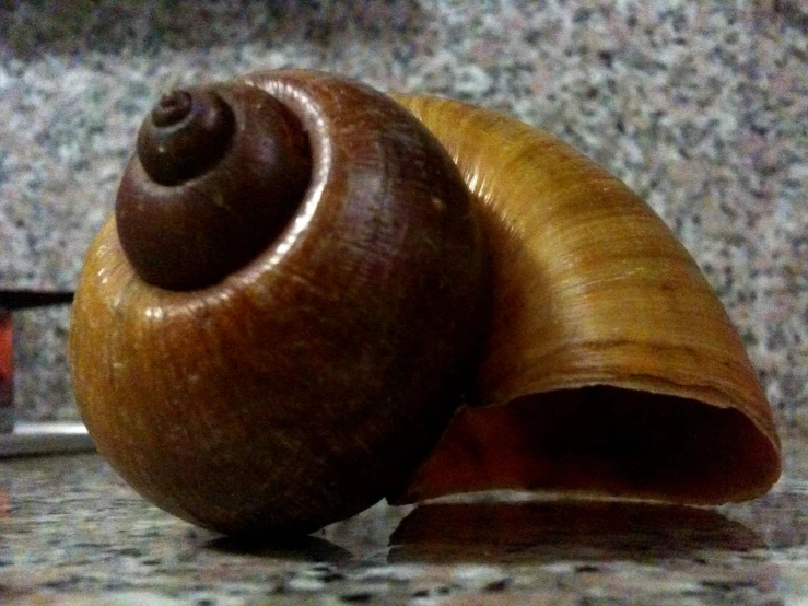 two snails are on top of a counter