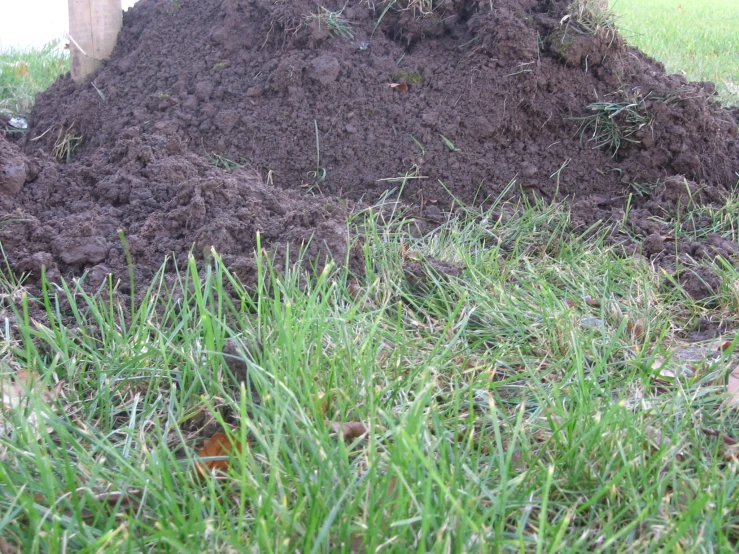 pile of dirt with a small bird sitting near by