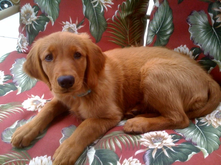 a puppy lays in an ornate chair with a flowered print on it