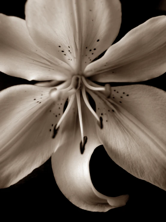 the bottom half of a flower with black and white background