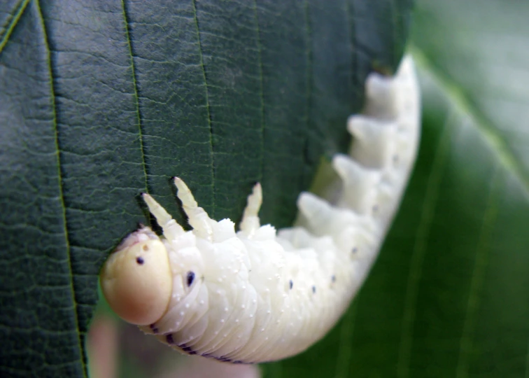 the caterpillar is moving on the leaf